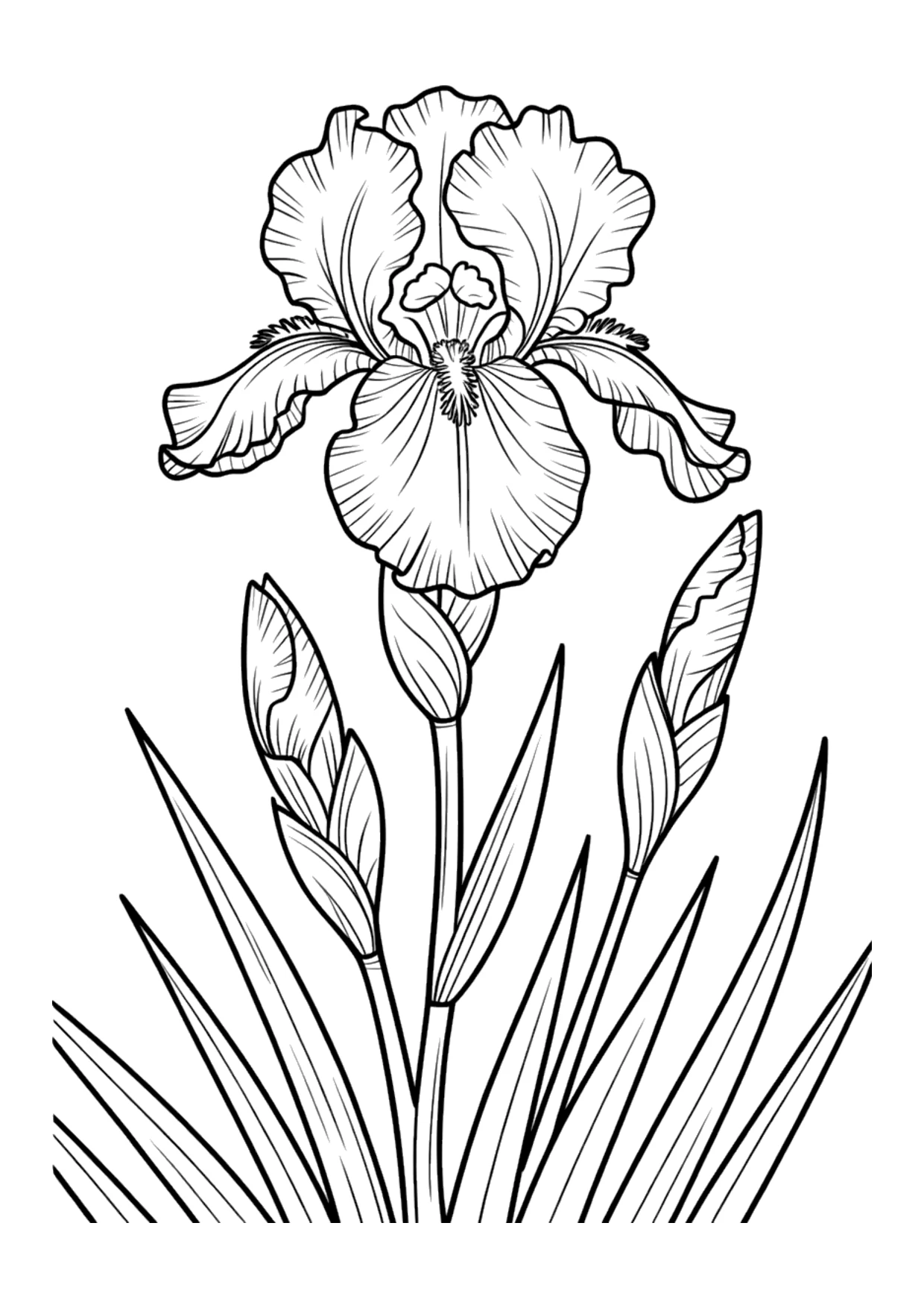 Coloriage détaillé d&rsquo;un iris botanique