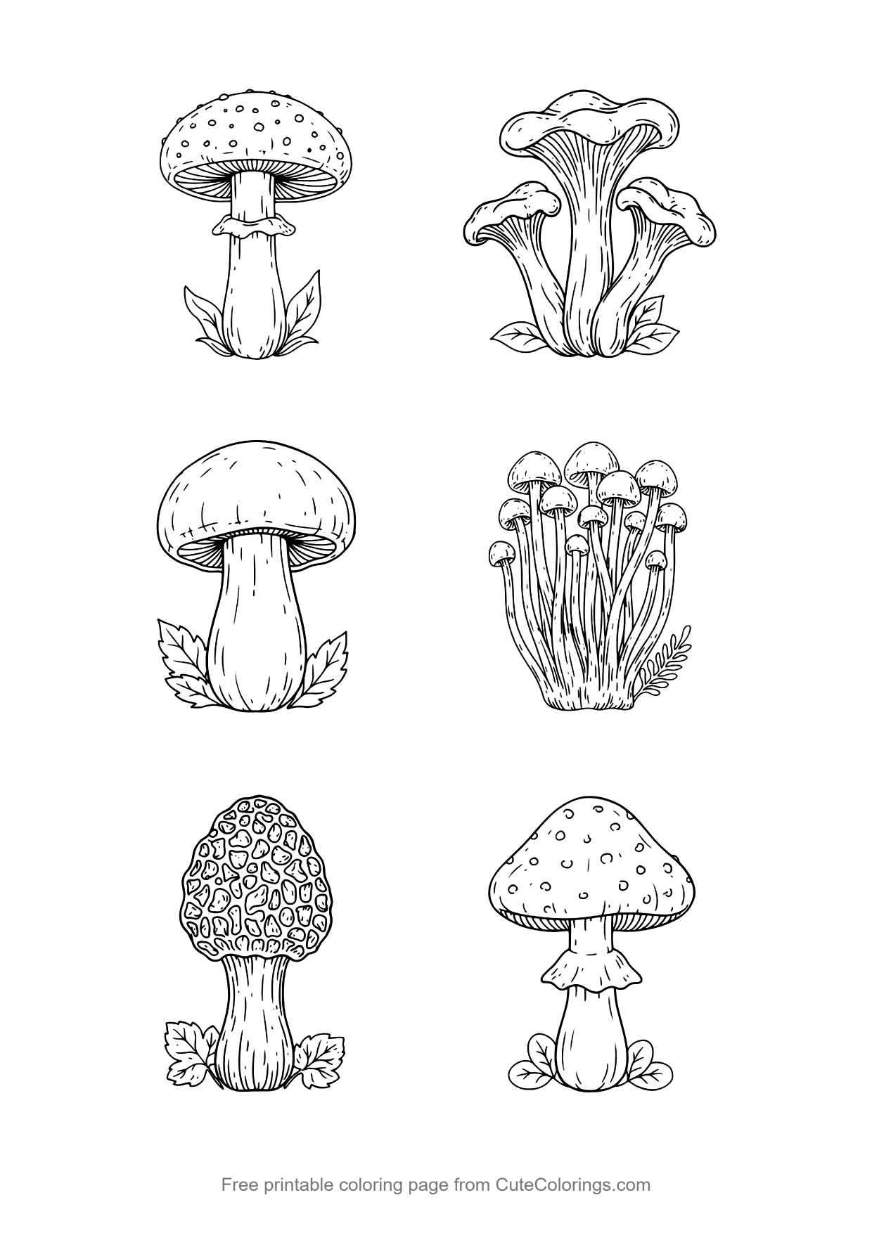 Vintage botanical coloring page of six different wild mushroom species