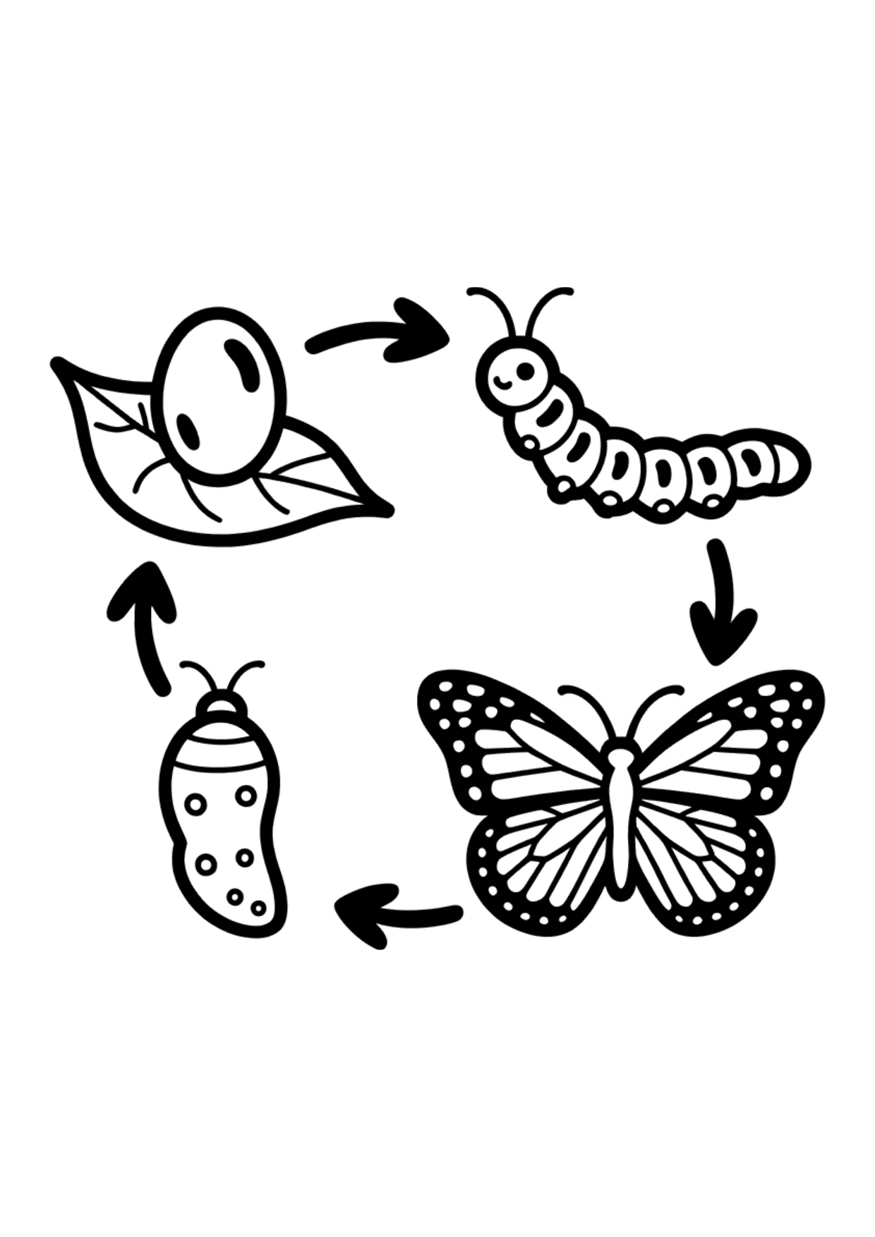 Coloriage pour enfants du cycle de vie du papillon en quatre étapes