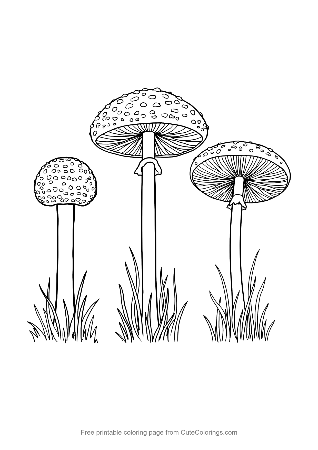 Detailed botanical coloring page of a fly agaric mushroom at three growth stages
