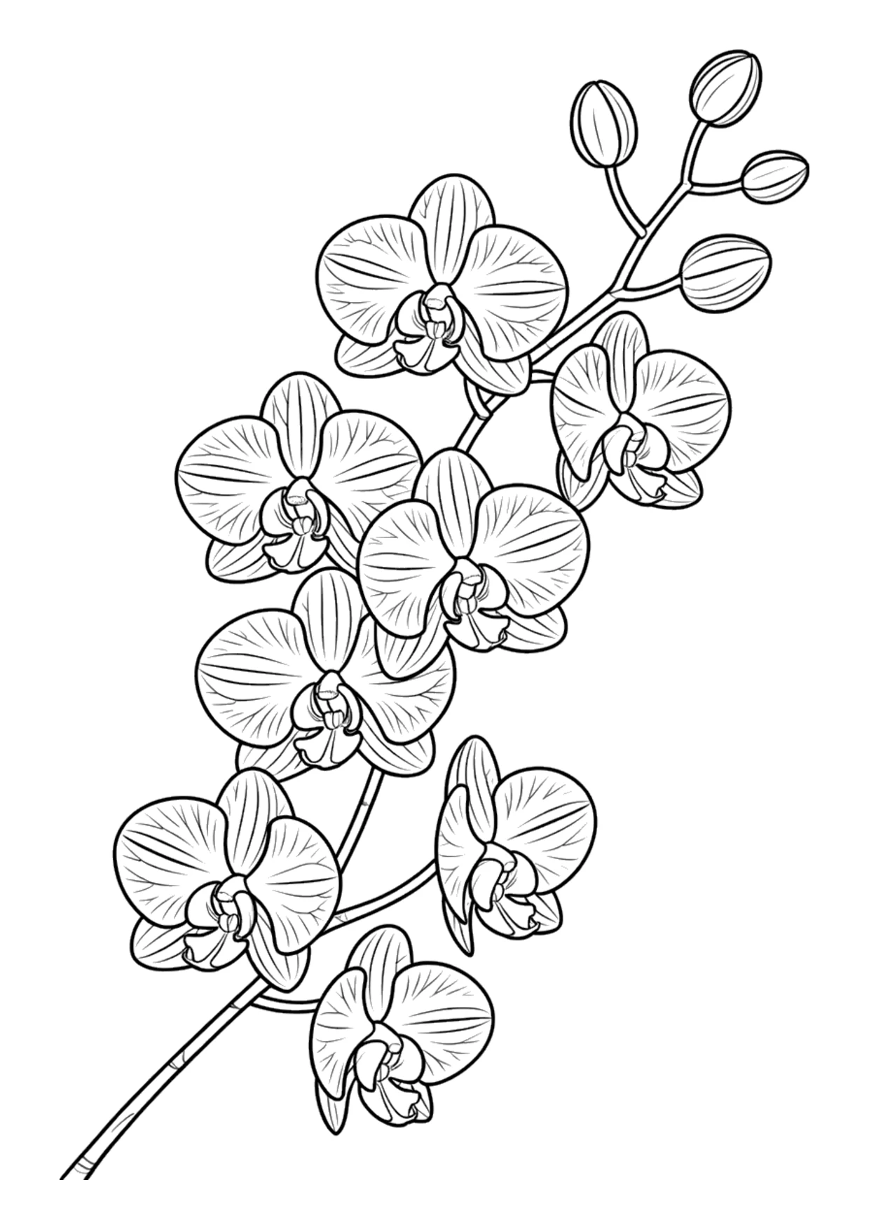 Coloriage détaillé d&rsquo;une orchidée pour adultes